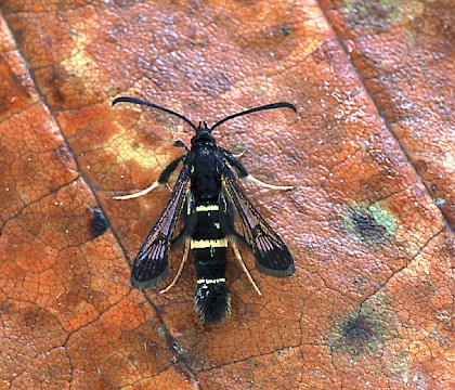 Adult &bull; Dorset &bull; &copy; Paul Harris