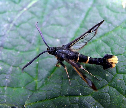 Adult &bull; Orton Waterville, Cambs. &bull; &copy; Jonathan Newman