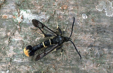 Orange-tailed Clearwing Synanthedon andrenaeformis