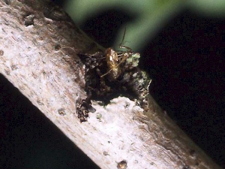 Orange-tailed Clearwing Synanthedon andrenaeformis