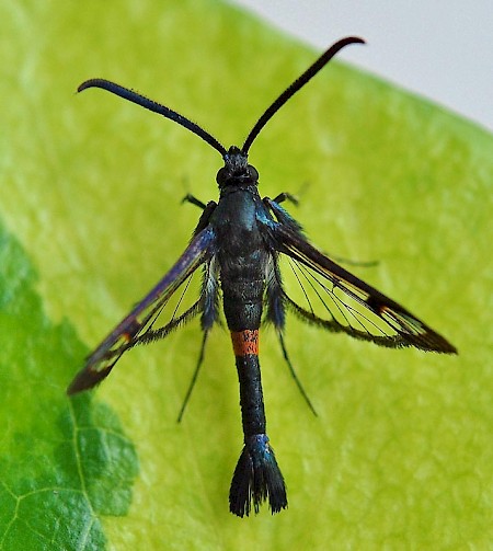 Red-belted Clearwing Synanthedon myopaeformis