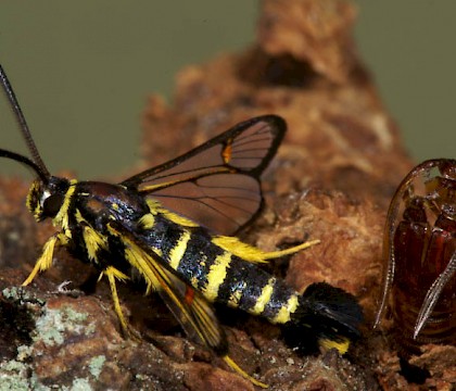 Adult &bull; Netherlands &bull; &copy; Jeroen Voogd