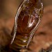 Pupal exuviae • Netherlands • © Jeroen Voogd