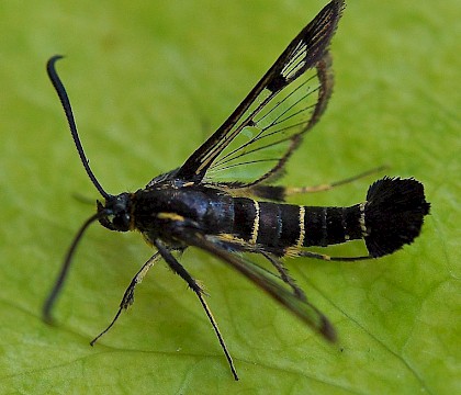 Adult &bull; &copy; Richard Kinzler