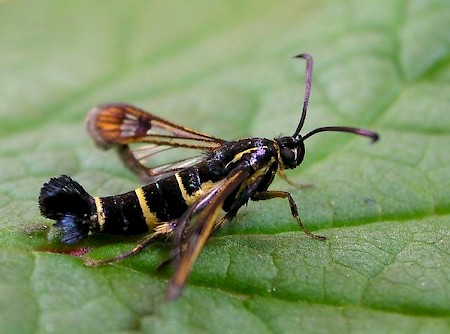 Currant Clearwing Synanthedon tipuliformis