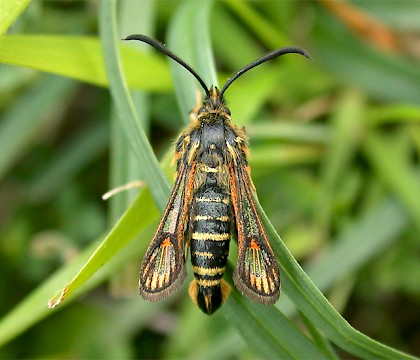 Adult &bull; Ketton Quarry, Rutland, Leics. &bull; &copy; Andy Mackay