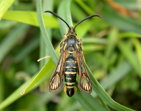 Six-belted Clearwing Bembecia ichneumoniformis