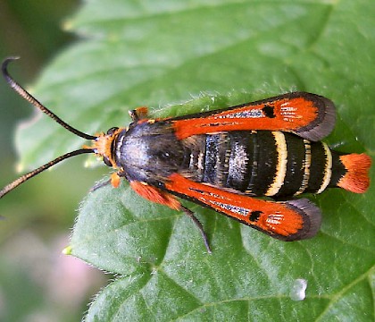 Adult &bull; Charante-Maritime, France &bull; &copy; Arp Kruithof