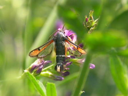 Fiery Clearwing Pyropteron chrysidiformis