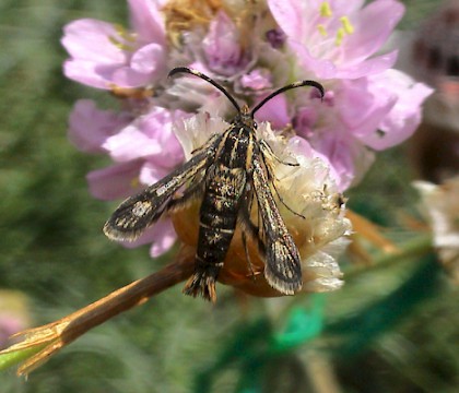 Adult &bull; Berry Head, Devon &bull; &copy; John Walters
