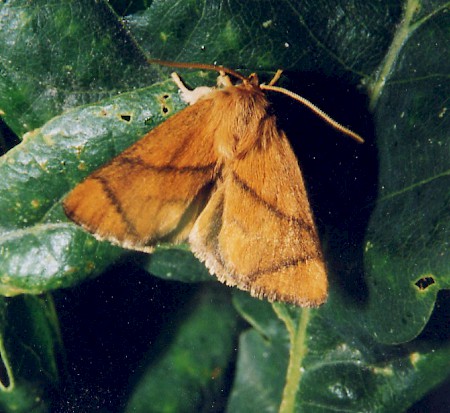 The Festoon Apoda limacodes