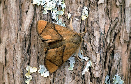 The Festoon Apoda limacodes