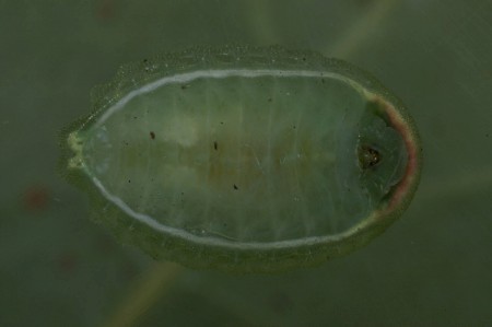 The Festoon Apoda limacodes