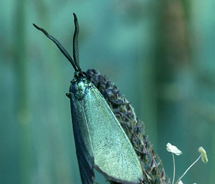 Zygaenidae