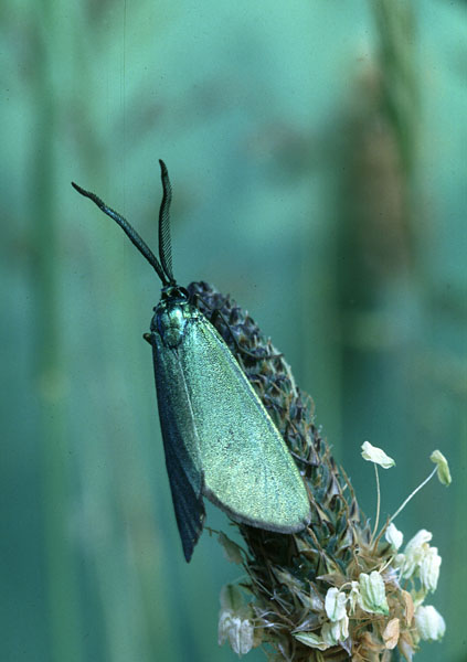 Scarce Forester Jordanita globulariae