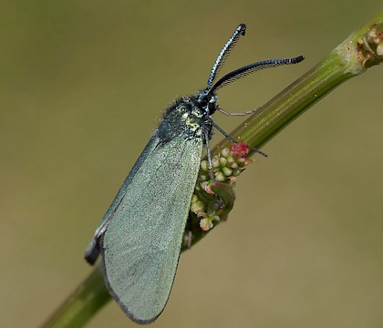 Adult &bull; Gwynedd &bull; &copy; Tristan Bantock