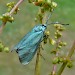 Female, egg-laying • © Keith Dover