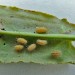 Larvae • On Rumex acetosa • © Keith Dover