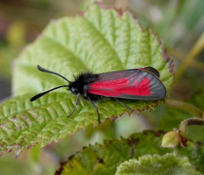 Adult &bull; Burren, Co. Clare &bull; &copy; Mark Forster