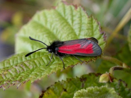 Transparent Burnet Zygaena purpuralis