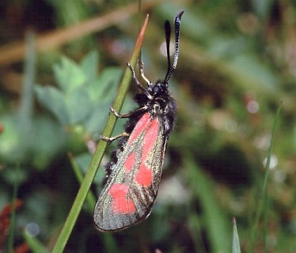 Adult &bull; Mull &bull; &copy; David Green