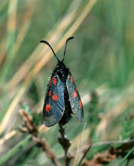 Scotch Burnet Zygaena exulans