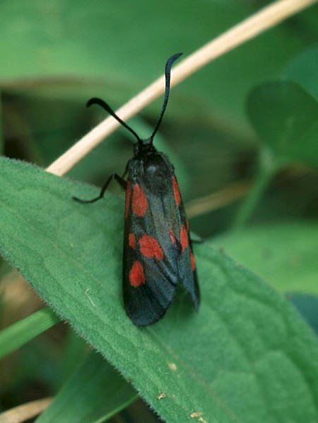 New Forest Burnet Zygaena viciae