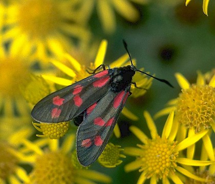 Adult &bull; &copy; Eric Soothill