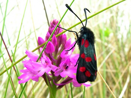 Six-Spot Burnet Zygaena filipendulae