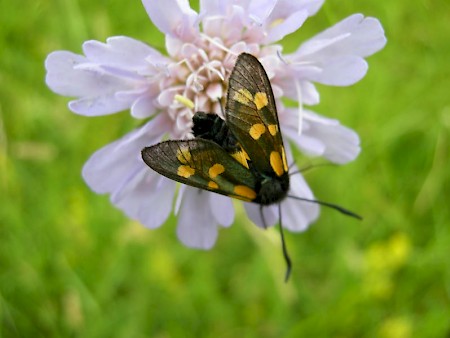 Six-Spot Burnet Zygaena filipendulae