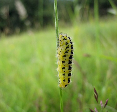 Six-Spot Burnet Zygaena filipendulae