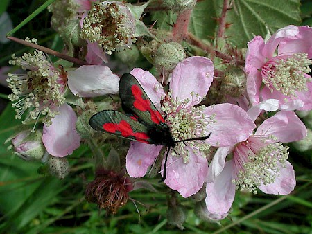 Five-Spot Burnet Zygaena trifolii