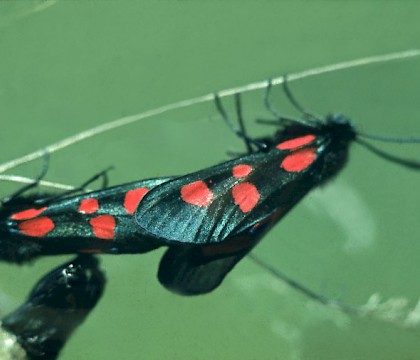 Adult &bull; &copy; David Painter