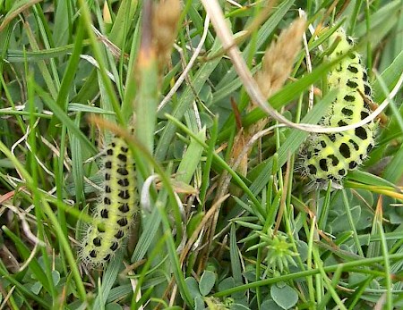 Five-Spot Burnet Zygaena trifolii