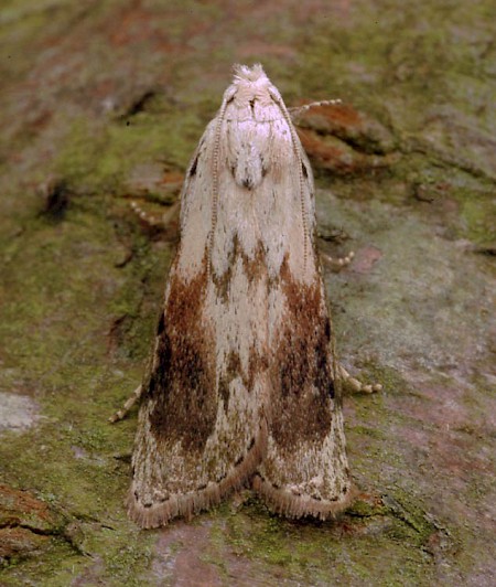 Bee Moth Aphomia sociella