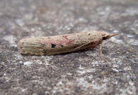 Bee Moth Aphomia sociella