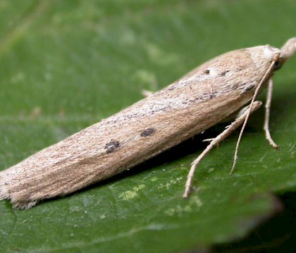 Adult &bull; Landguard, Felixstowe, Suffolk &bull; &copy; Paul Kitchener