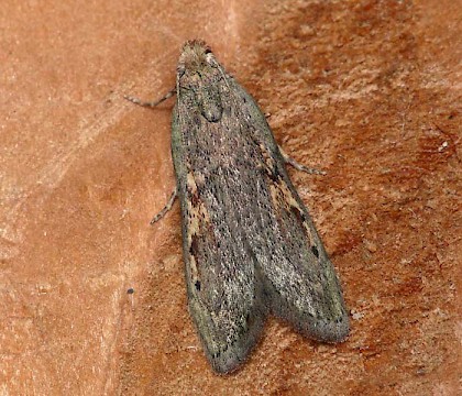 Male &bull; Halesowen, West Midlands &bull; &copy; Patrick Clement