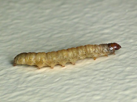 Stored Nut Moth Paralipsa gularis