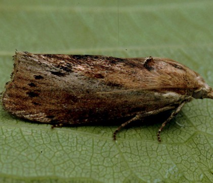 Adult &bull; Dorset &bull; &copy; Paul Harris