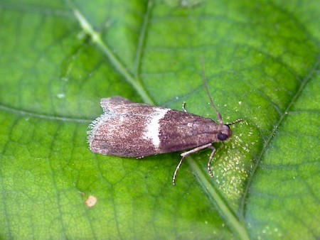 Elegia similella