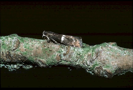 Elegia similella