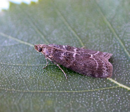 Adult &bull; Kingsgate, Kent &bull; &copy; Francis Solly