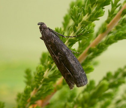 Adult &bull; Littleborough, Lancashire &bull; &copy; Ian Kimber