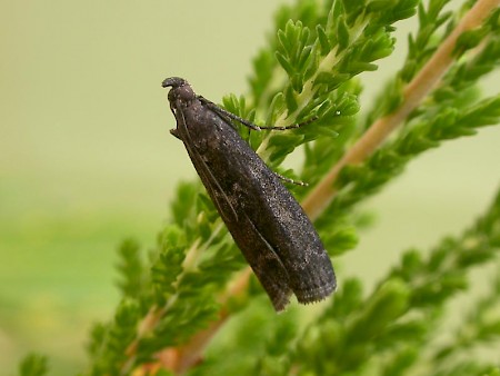 Matilella fusca