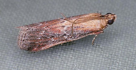 Moitrelia obductella