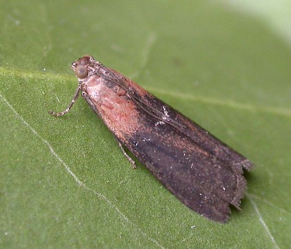 Adult &bull; Eye, Suffolk &bull; &copy; Paul Kitchener