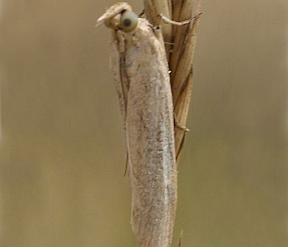 Adult &bull; Catalonia, NE Spain &bull; &copy; Jordi Clavell