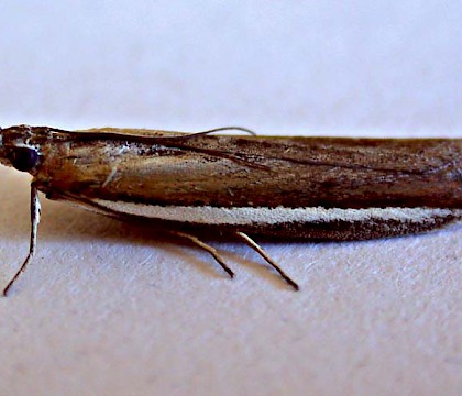 Adult &bull; ex. Larva on Lathyrus japonicus, Thorpeness, Suffolk &bull; &copy; Andy Beaumont