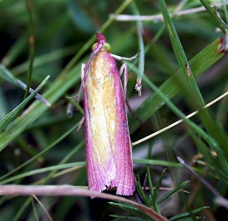 Oncocera semirubella